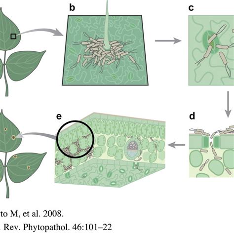 A Simplified Diagram Of The Infection Cycle Of Pseudomonas Syringae Download Scientific