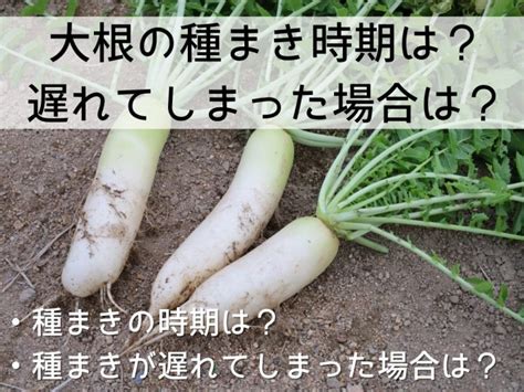 大根の種まき時期は？遅れてしまった場合は？失敗しない栽培方法も紹介｜マイナビ農業