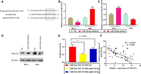 Mir P Modulates The Radiosensitivity Of Cervical Cancer Cells By