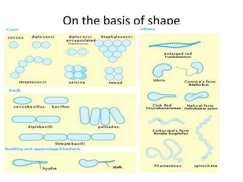 Bacterial Classificationpptx