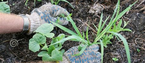 Blognya Para Petani Pengertian Penyiangan