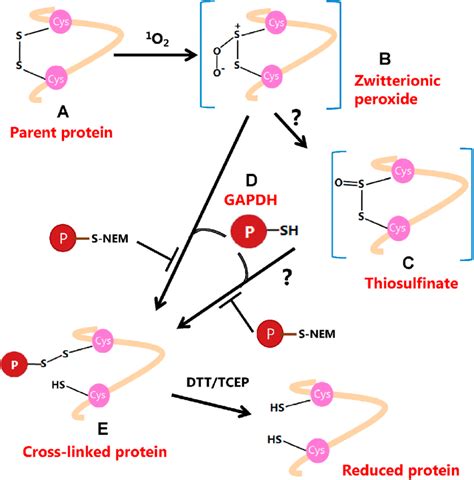 Proposed Reaction Pathway That Yields New Disulfide Cross Linked