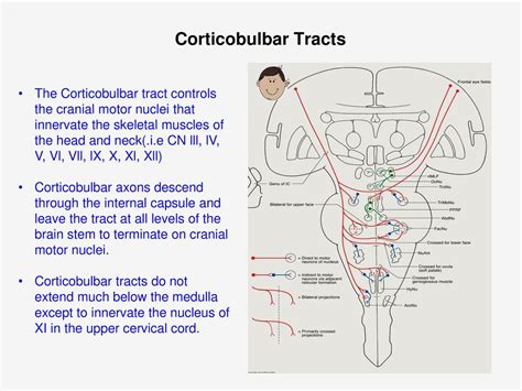 Corticobulbar Tract In Spinal Cord