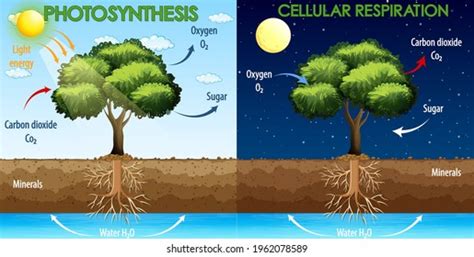 Photosynthesis Cycle Animation