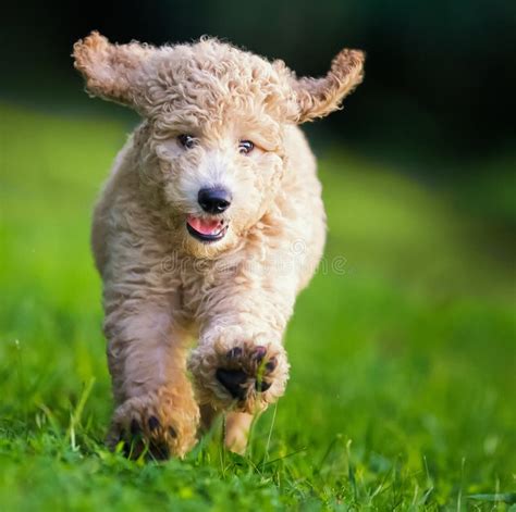 Happy Poodle Stock Photo Image Of Puppy Small Text 116121440