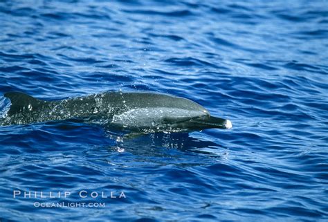 Pantropical Spotted Dolphin Stenella Attenuata Photo Maui Hawaii