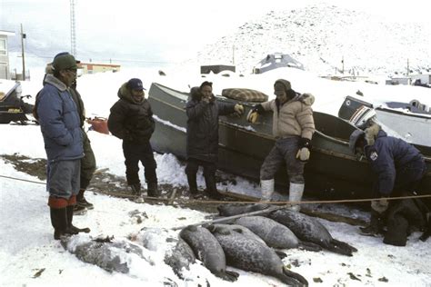 4. Seal Hunting - Qikiqtarjuaq | The Nick Newbery Photo Collection