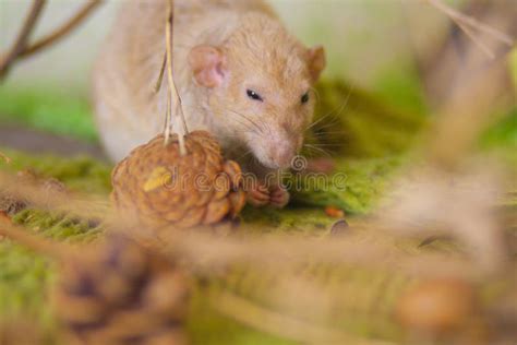 471 Rat Nut Stock Photos Free And Royalty Free Stock Photos From Dreamstime