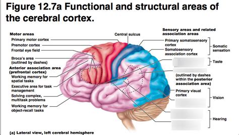 Functional Structural Areas Of Cerebral Cortex 2 Diagram Quizlet