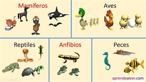 Clasificación Animales Vertebrados Mamíferos Aves Peces Anfibios Y