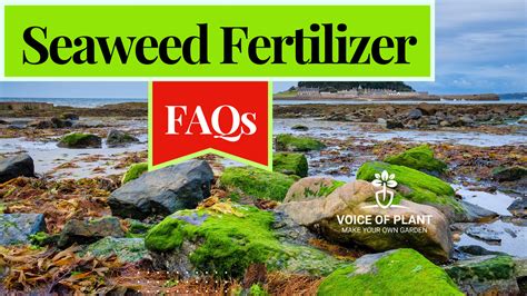 Faqs On Seaweed Fertilizer Voice Of Plant