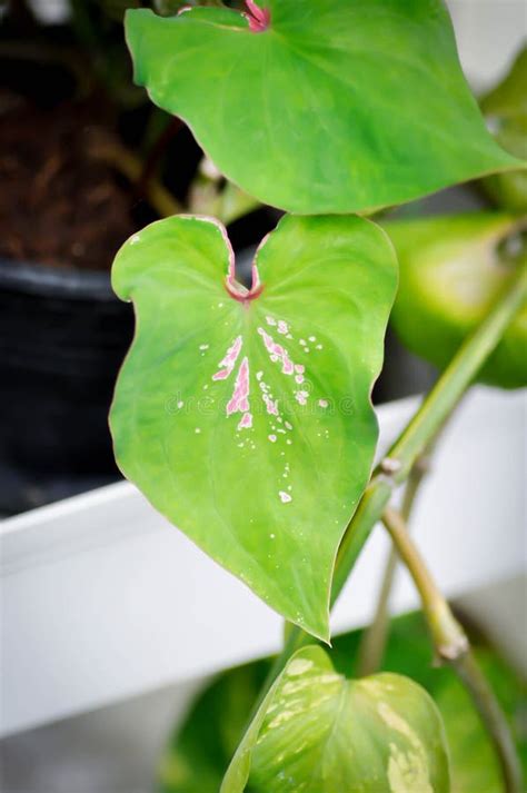 Caladium Caladium Bicolor Vent Or Caladium Bicolor Stock Photo Image