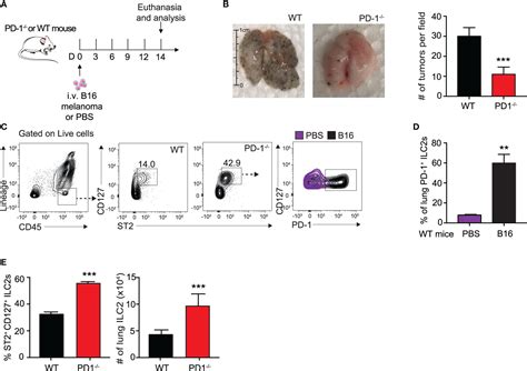 Frontiers PD 1 Blockade On Tumor Microenvironment Resident ILC2s