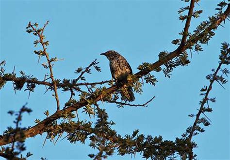 Home East Africa Birding Safaris