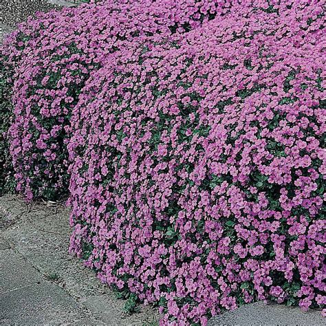 Aubrieta Cultorum Cascade Purple Van Meuwen