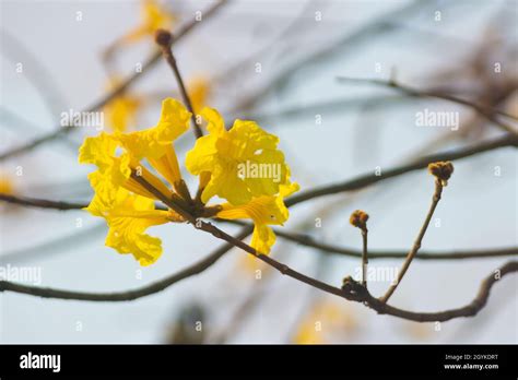 Plantas De Flores De Handroanthus Crisanthus De La Familia Bignoniaceae