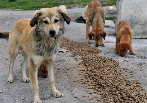 Sokak Hayvanlar N N Uyutulmas N Ng Ren Yasa Teklifi Meclis E Geliyor