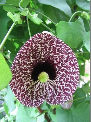 Dutchmans Pipe Florida Nursery Mart