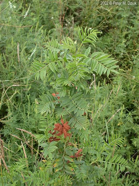 Licorice Plant Edible