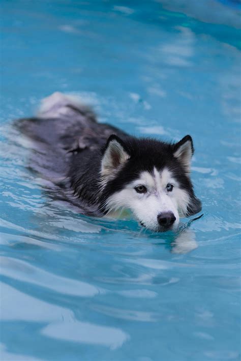 Does The Alaskan Husky Like To Swim