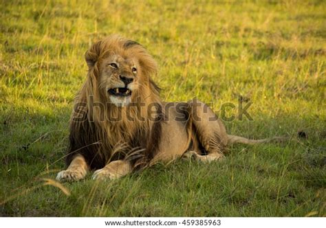 Male Lion Resting Stock Photo 459385963 Shutterstock