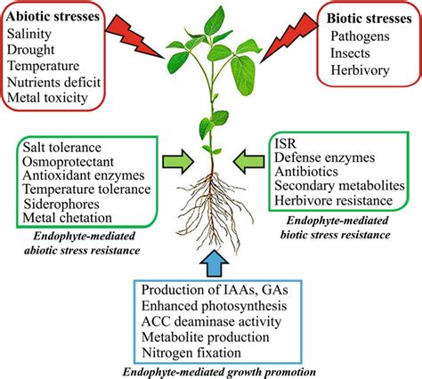 Endophyte Mediated Host Stress Tolerance As A Means For Crop