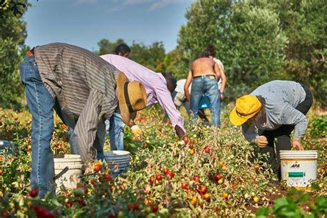 Al Via La Raccolta Della Frutta Confagricoltura Er Manca Il Della