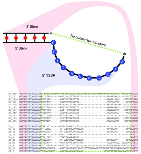 Putative Novel NcRNAs In D Purpureum The Sequences And Predicted