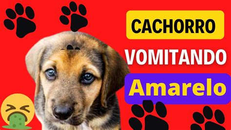 Descubra as possíveis causas do vômito amarelo do seu cachorro YouTube