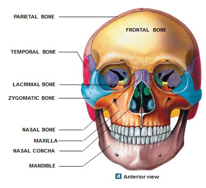 Aparato Musculo Esqueletico Flashcards Quizlet