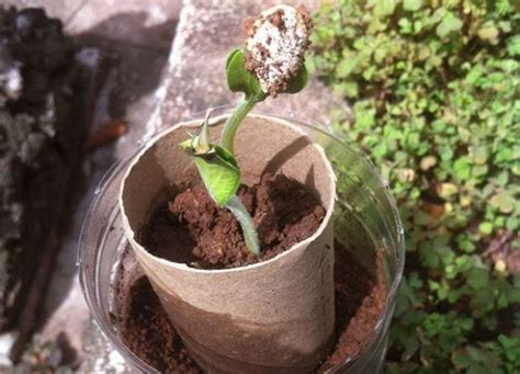 Ideas Para Hacer Semilleros Caseros Con Materiales Reciclados