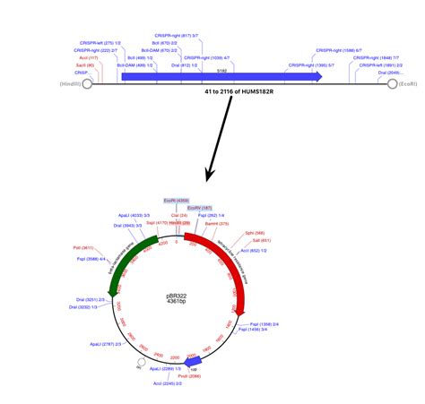 Schematic Diagram Of Multiple Step Procedure Of Cloning Gene