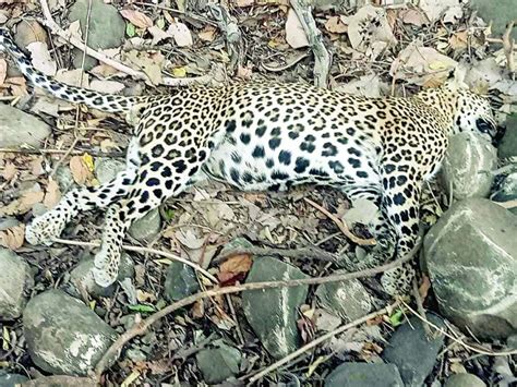 माकडाची शिकार करण्याच्या नादात बिबट्याचा गेला जीव Marathi News A Leopard That Climbed A Tree