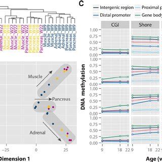 Tissue And Time Specific Dna Methylation Patterns During Human Fetal