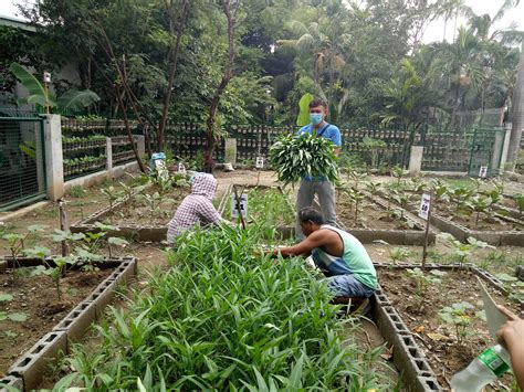 Malabon Urban Agriculture – Gulayan sa Kabahayan Project patuloy ang ...