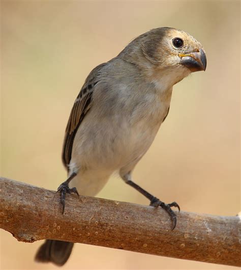 Foto Golinho Sporophila Albogularis Por Tony Santos Wiki Aves A