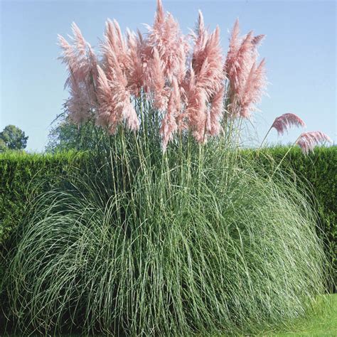 Pink Pampas Ornamental Grass Seeds Cortaderia Selloana