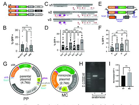 Donor Plasmid Optimization For Gene Editing By Homology Directed