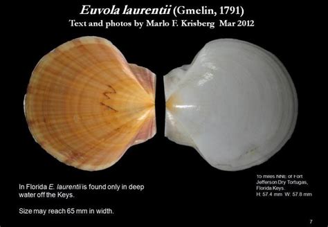 Euvola Laurentii Letstalkseashells