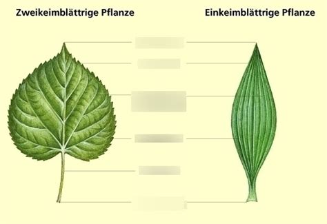 Das Laubblatt Diagram Quizlet