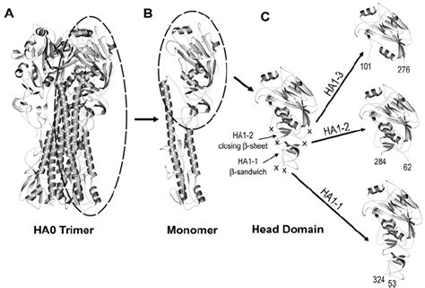 Depiction Of The Ha1 1 Ha1 2 And Ha1 3 Globular Head Subunits A