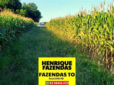 Fazenda Plantando Pode Ser Sua Abaixou Valor Pra Vender 70 Alqueires No