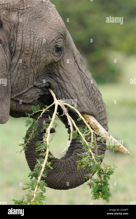 Elephant Eating Tree High Resolution Stock Photography And Images Alamy