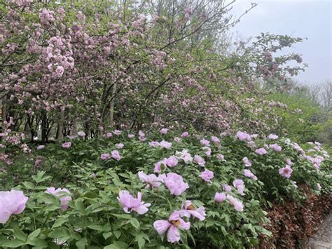 洛阳各园牡丹花最佳观赏区统计来了赏花走起 品种 初开 海棠