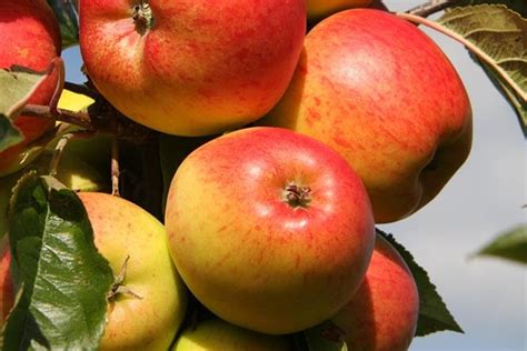 Empire Apple Tree Care