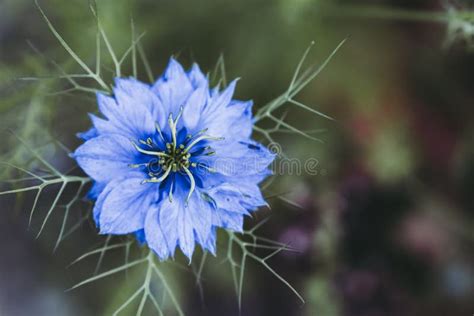 Nigella Damascus Uma Flor Azul Imagem De Stock Imagem De Damasco