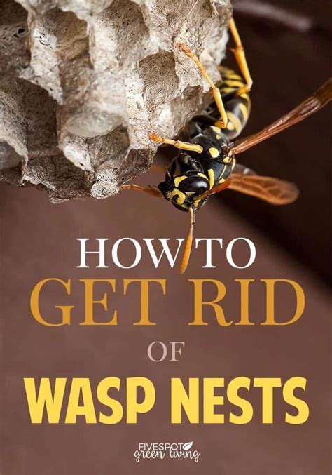 Do You Know How To Get Rid Of Wasp Nest It Is Advisable To Learn How