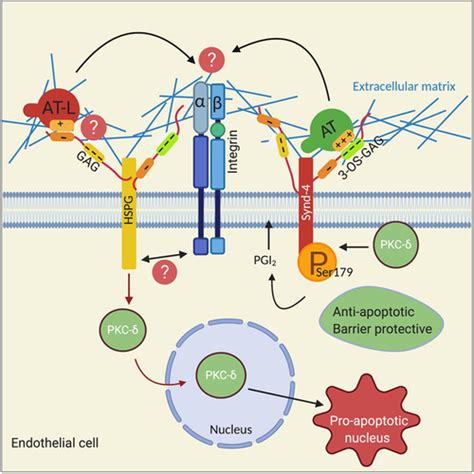 PKC Protein Kinase C δ Modulates AT Antithrombin Signaling in