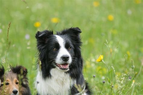 7 datos sobre los border collies que probablemente no sabías Con Mis