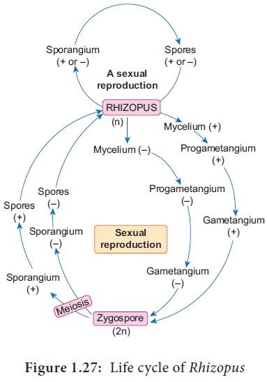 Rhizopus Stolonifer Life Cycle